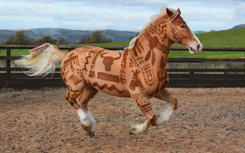 Melody Hames, la coiffeuse pour chevaux