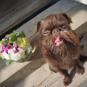 L’incroyable chien barbu !